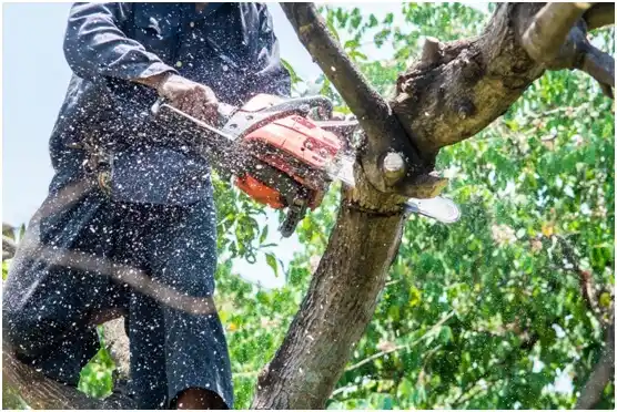 tree services Chenoweth